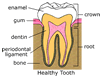 Healthy Tooth